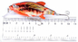 3 kolory 4.3 CM/4.4g 6 # haczyki 3D oczy plastikowe malowanie przynęta 0.30 m-0.6 M pływająca korba wędkarska