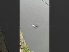 Łowy na ryby, przynęta, pełna warstwa pływania, fałszywa przynęta, morze i słodka woda.