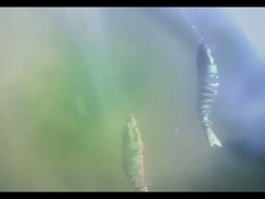 Oczy 3D BGO Plastikowa Przynęta Wędkarska Podwodna Ośmioczłonowa Przynęta Wędkarska