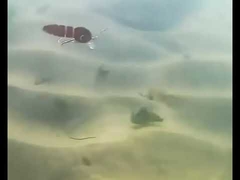 Łowy dla robaków krwi pełna warstwa pływająca Minnow Wielopłaszczowa przynęta do połowów