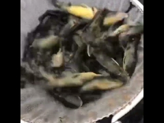 Zbiornik rybny z płytki galwanizowanej z płytki PVC